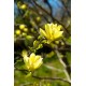 Magnolia ’Butterflies’ (Magnolia 'Butterflies')